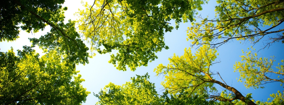 Top view of a forest